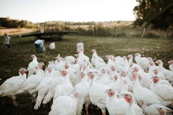 Pasture-Raised Thanksgiving Turkey
