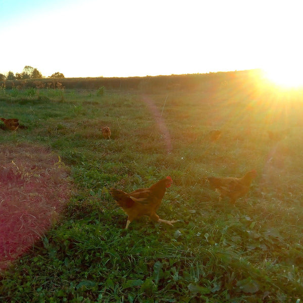Meat CSA Full Year