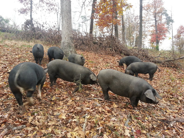 Whole Forest Raised Pastured Pig