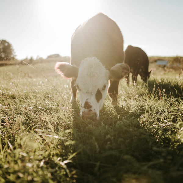 100% Grass-Fed Ground Beef