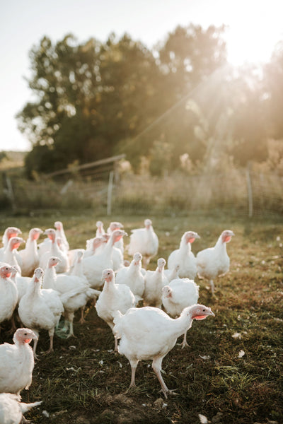 Pasture-Raised Thanksgiving Turkey